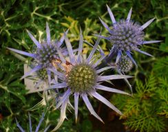 2013-08-18_Regina-F-Rau_Schachen_Blumen  (126).JPG